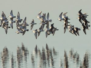 Introduction to Autumn Birding on the  Solway Coast  -  4 days with optional accommodation at Mabie House.