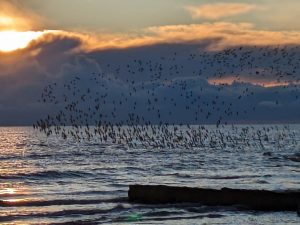 Winter Birding Break on the  Solway Coast  -  4 days with optional accommodation at Mabie House.
