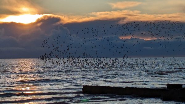 Winter Birding Break on the  Solway Coast  -  4 days with optional accommodation at Mabie House.