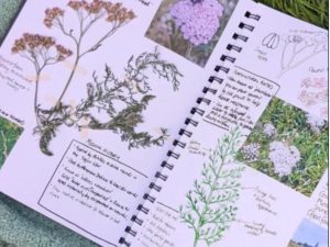 An Introduction to Nature Journalling with Freya Skinner
