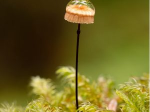 Getting the Best Close-up Photography you can from your Camera - July